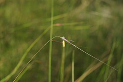 Austrostipa muelleri