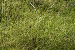 Austrostipa muelleri
