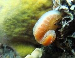 Sycozoa cerebriformis