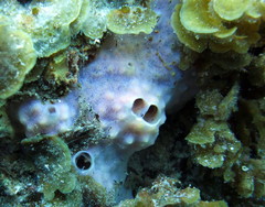 Dysideidae