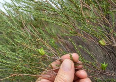 Diosma aspalathoides