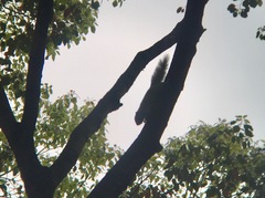 Callosciurus erythraeus