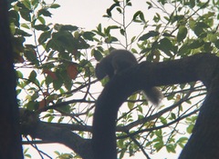 Callosciurus erythraeus