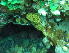 Holopsamma laminaefavosa