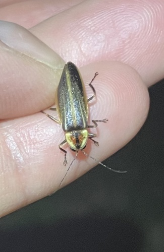 Photuris versicolor
