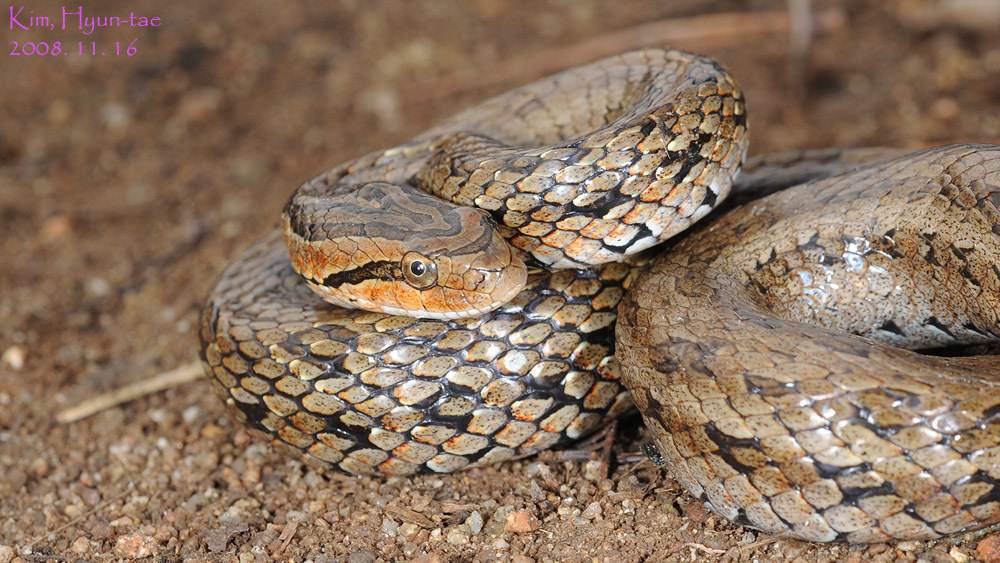 Frog-eating Rat Snake