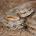 Frog-eating Rat Snake - Photo (c) Kim, Hyun-tae, some rights reserved (CC BY)
