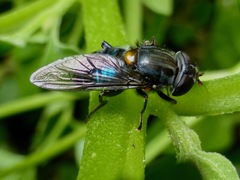 Helophilus hochstetteri