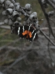 Hecatesia fenestrata