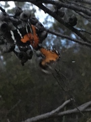 Hecatesia fenestrata