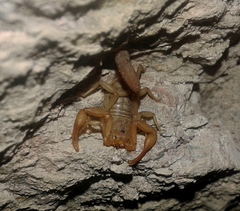 Serradigitus gertschi