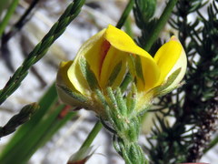 Aspalathus linguiloba