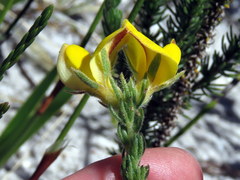 Aspalathus linguiloba