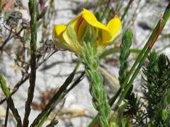 Aspalathus linguiloba