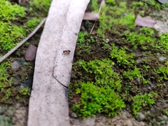 Meranoplus bicolor