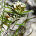 Disparago laxifolia - Photo (c) Gigi Laidler, algunos derechos reservados (CC BY-NC), subido por Gigi Laidler