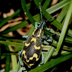 Exophthalmus nicaraguensis image