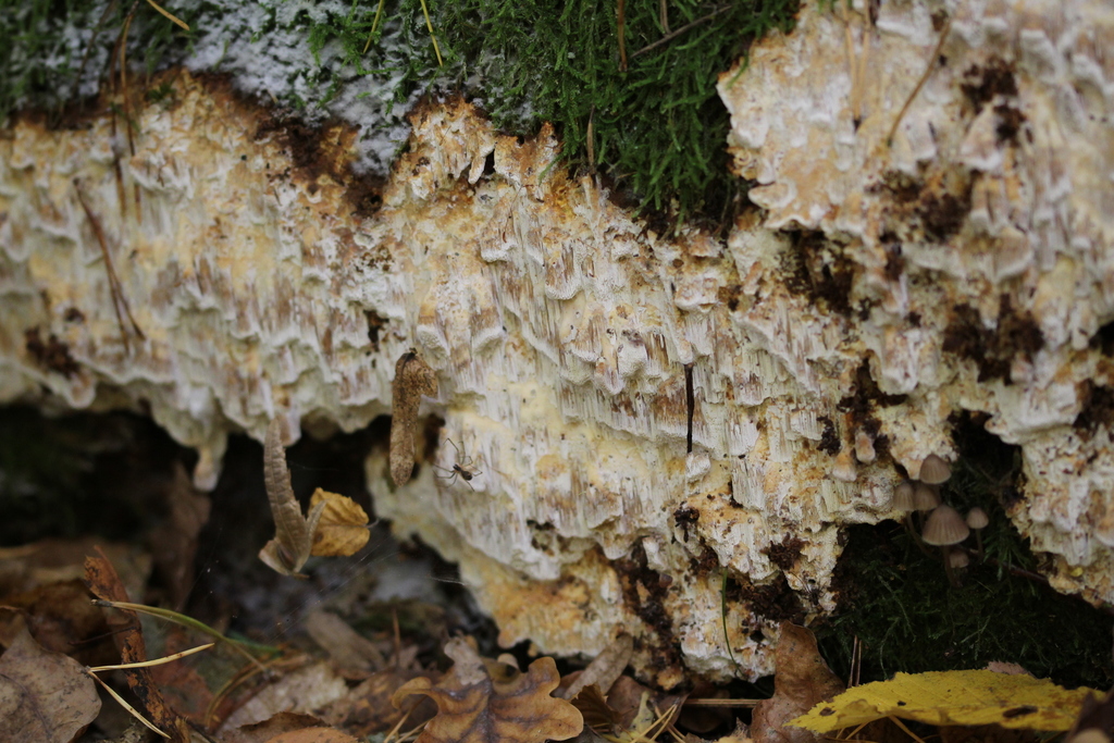 Dichomitus albidofuscus