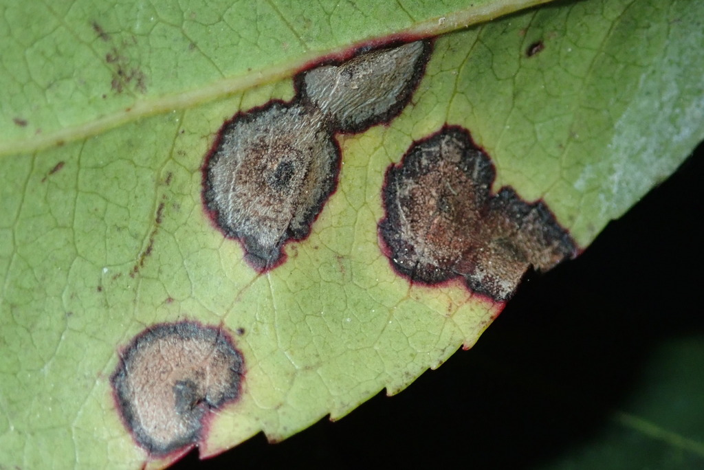 Phyllosticta arbuti