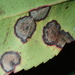 Phyllosticta arbuti - Photo (c) Dirk Mezger,  זכויות יוצרים חלקיות (CC BY-NC), הועלה על ידי Dirk Mezger