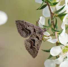 Dichromodes atrosignata