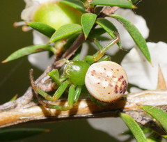 Australomisidia pilula