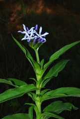 Pentanisia prunelloides prunelloides