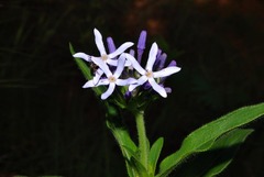 Pentanisia prunelloides prunelloides