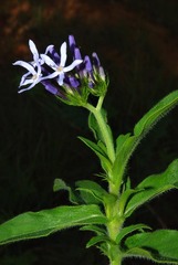 Pentanisia prunelloides prunelloides