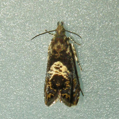 Dichrorampha incanana