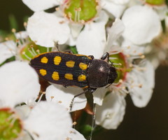 Castiarina xanthopilosa