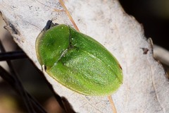 Cassida viridis