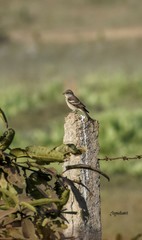 Gymnoris xanthocollis