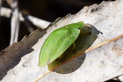 Cassida viridis