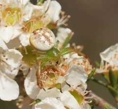 Australomisidia pilula
