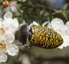 Stigmodera macularia