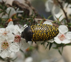 Stigmodera macularia