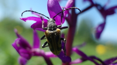 Brachyta interrogationis