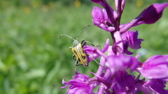 Brachyta interrogationis