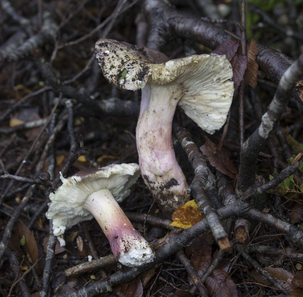 Russula major · May 2023 · photo: © sur_endemico (iNaturalist, cc-by-nc)