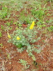 Crotalaria globifera