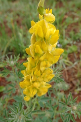 Crotalaria globifera