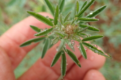 Crotalaria globifera