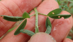 Crotalaria globifera