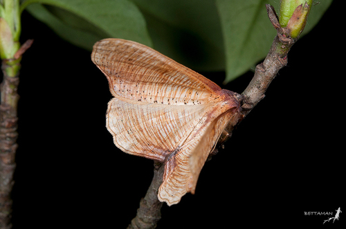 Plagodis reticulata
