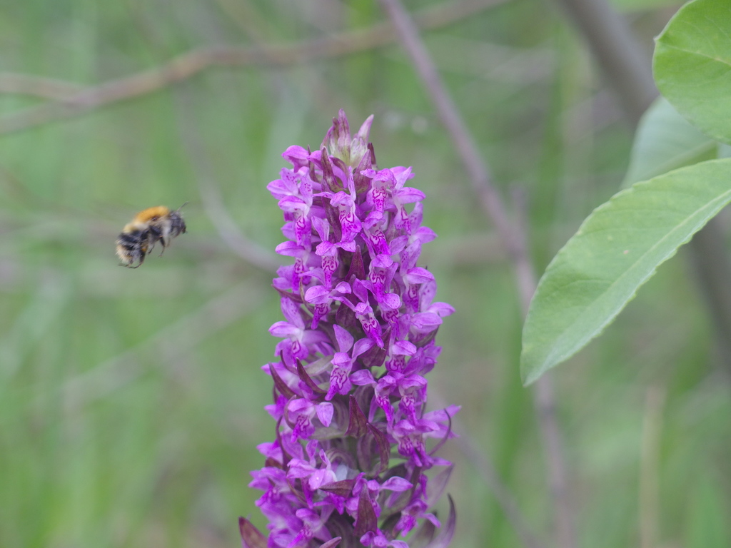 Dactylorhiza incarnata (L.) Soó 3