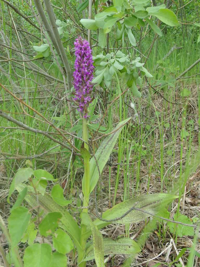 Dactylorhiza incarnata (L.) Soó 4