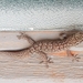 Gehyra versicolor - Photo (c) QuestaGame,  זכויות יוצרים חלקיות (CC BY-NC-ND), הועלה על ידי QuestaGame