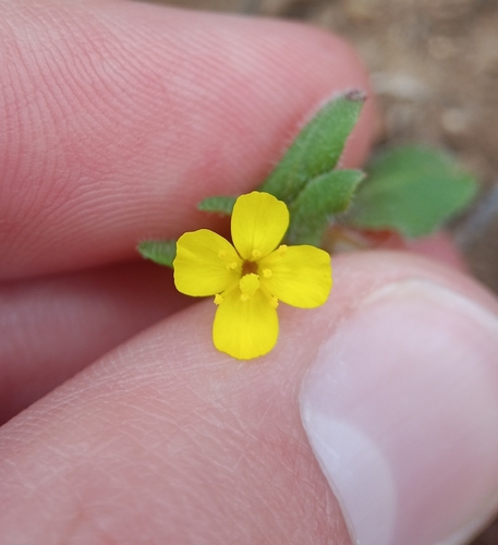 Camissoniopsis lewisii (Camissoniopsis lewisii)