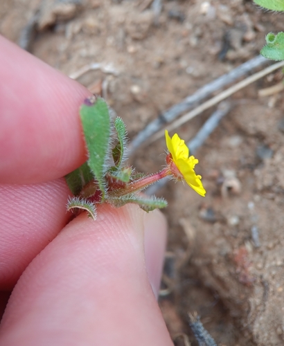 Image of Camissoniopsis lewisii by (c) Tyler Ekholm, some rights reserved (CC BY)